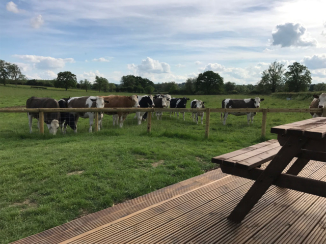 Our resident herd at Evenlode Grounds Farm