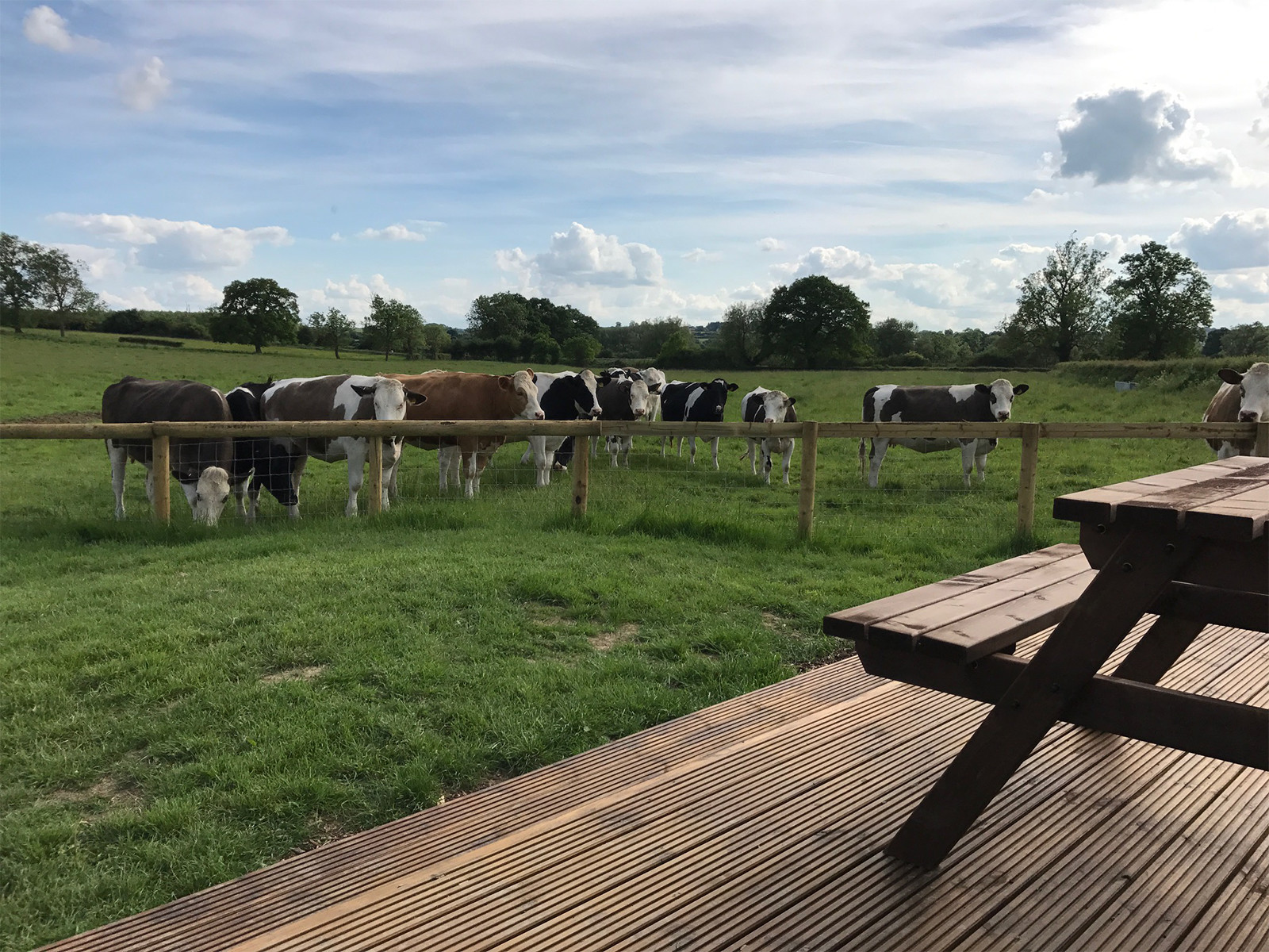 Our resident herd at Evenlode Grounds Farm